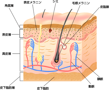 レイテノール