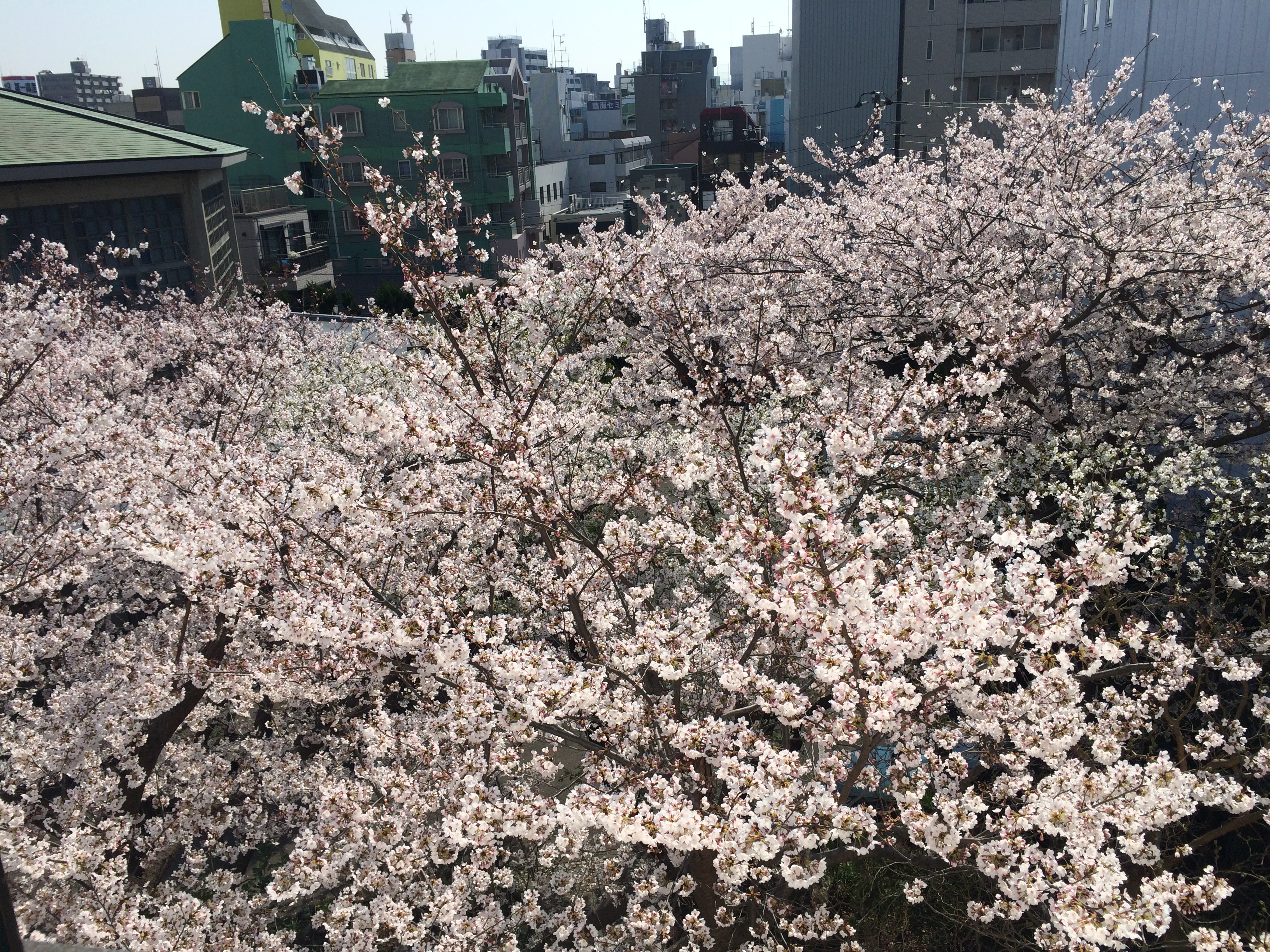 レイテノールの目の前の桜