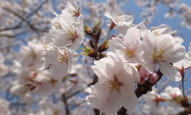 見て美しい。使って綺麗に!桜も美容成分なのです!